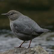 American Dipper