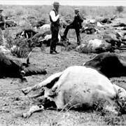 Plague Upon Cattle