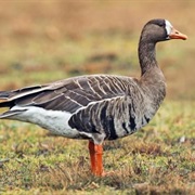 White-Fronted Goose