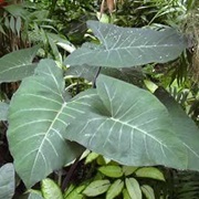 Yautia Horqueta (Xanthosoma Caracu)