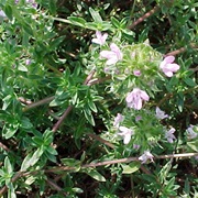 Caraway Thyme (Thymus Herba-Barona)