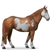 Nokota - Chestnut Overo