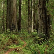 Jedediah Smith Redwoods State Park