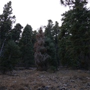 Merzbow & Xiu Xiu - MERZXIU