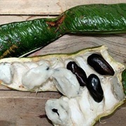 Pacay / Ice-Cream Bean Tree (Inga Feuilleei)