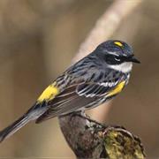 Yellow-Rumped Warbler