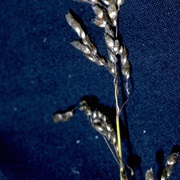 Sweet Grass (Hierochloe Odorata)