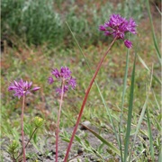 Twincrest Onion (Allium Bisceptrum)