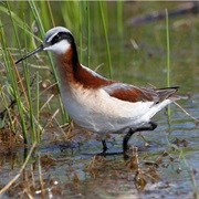 Wilson's Phalarope