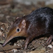 Christmas Island Shrew (Possibly Extinct)