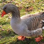 Goose