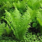 Ostrich Fern (Matteuccia)