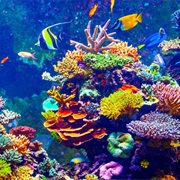 See a Coral Reef