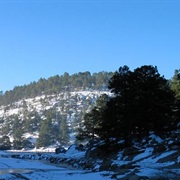 Southwestern White Pine (Pinus Strobiformis)