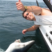 Shark Fishing From a Boat