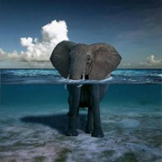 Swimming With Elephants