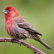 House Finch