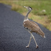 Bustard