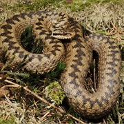 European Adder