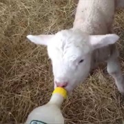 Bottle Fed a Lamb