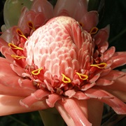 Torch Ginger (Etlingera Elatior)