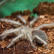 Tarantula