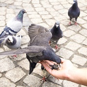 Feed Pigeons