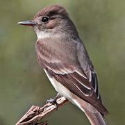 Western Wood-Pewee