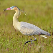 Whistling Heron (Syrigma Sibilatrix)