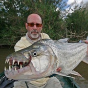 Tigerfish