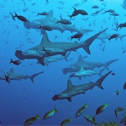 Dive/Snorkle at Isla Del Coco, Costa Rica