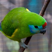 Coxen's Fig Parrot