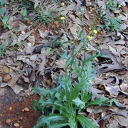 Brazilian Cat's Ear (Hypochaeris Chillensis)