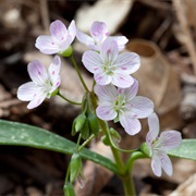 Virginia Springbeauty (Claytonia Virginica)