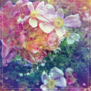 The Stargazer Lilies - We Are the Dreamers