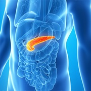 Pancreas