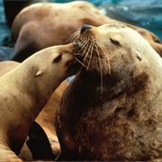 Steller's Sea Lion