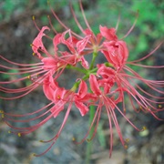 Spider Lily