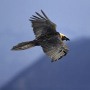 Pyrenees Ariegeoises Regional Park, France