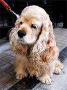 English Cocker Spaniel