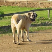 Spanish Mastiff