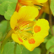 Dwarf Nasturtium (Tropaeolum Minus)