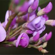 Wietalaba National Park (QLD)