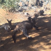 Swan View, Western Australia