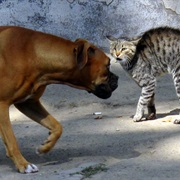 You Let It Fight With Your Cat