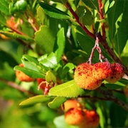 Arbutus Unedo