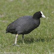 Eurasian Coot