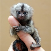 Marmoset (Monkey)