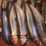 Maatjes Herring