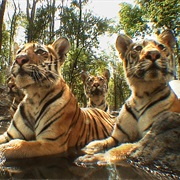 Tiger Spy in the Jungle